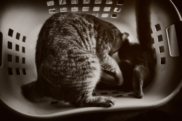 Cat Fight, Cats, Cats & Baskets, Kittens