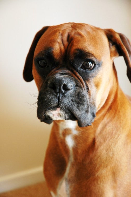 Puppies, Dogs, Bulldog