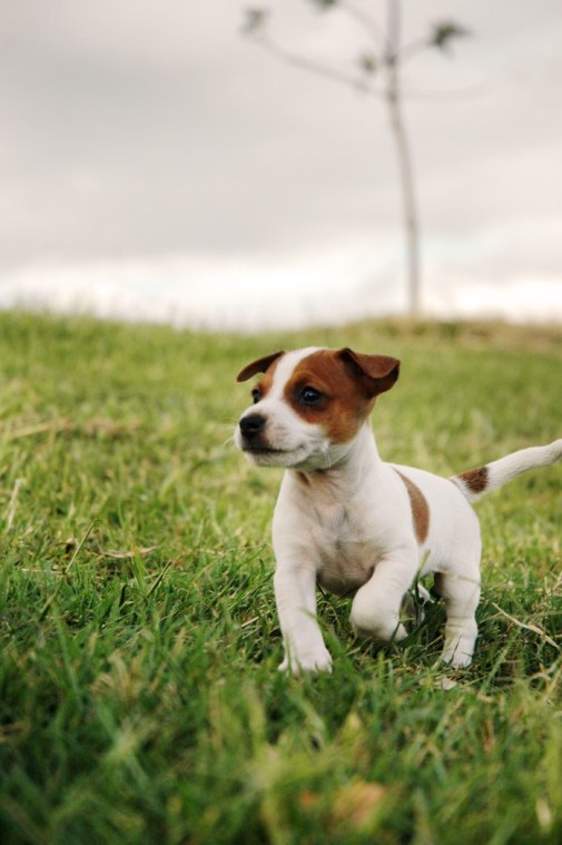 Puppies, Dogs, Jack Russell