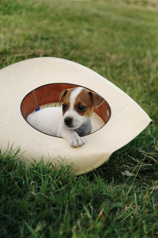 Puppies, Dogs, Jack Russell