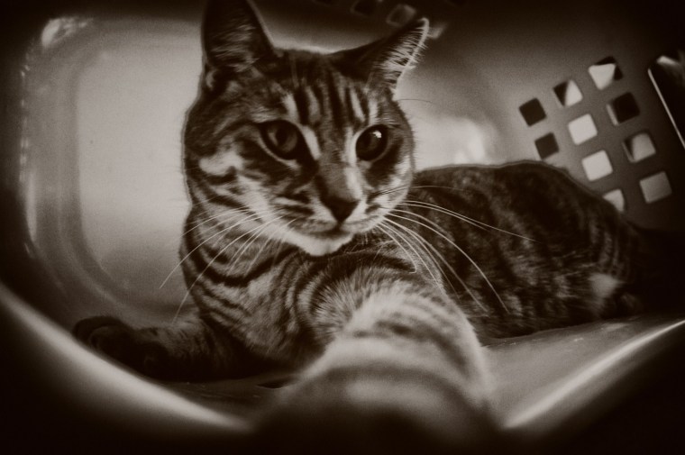 Australian Mist, Cat, Kitten