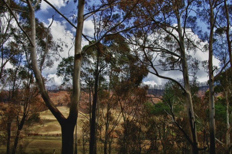 Bush fires, Kinglake